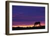 Horse Silhouette at Sunset-Paul Souders-Framed Photographic Print