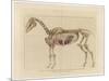 Horse Skeleton-null-Mounted Premium Giclee Print