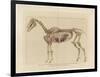 Horse Skeleton-null-Framed Premium Giclee Print