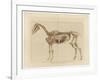 Horse Skeleton-null-Framed Art Print