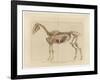 Horse Skeleton-null-Framed Art Print