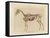 Horse Skeleton-null-Framed Stretched Canvas