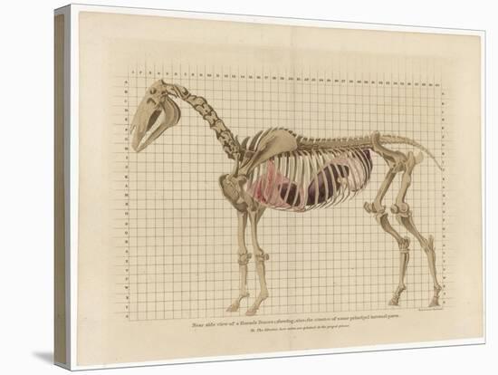 Horse Skeleton-null-Stretched Canvas