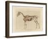 Horse Skeleton-null-Framed Art Print