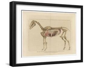 Horse Skeleton-null-Framed Art Print