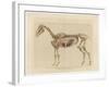 Horse Skeleton-null-Framed Art Print