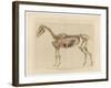 Horse Skeleton-null-Framed Art Print