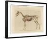 Horse Skeleton-null-Framed Art Print