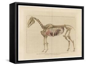 Horse Skeleton-null-Framed Stretched Canvas