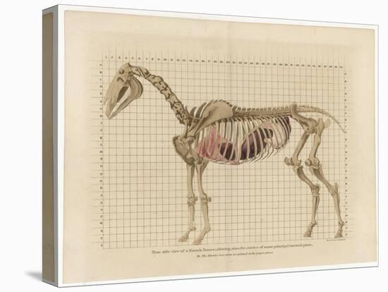 Horse Skeleton-null-Stretched Canvas