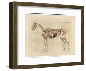 Horse Skeleton-null-Framed Art Print