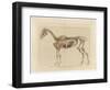 Horse Skeleton-null-Framed Art Print