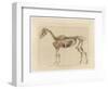 Horse Skeleton-null-Framed Art Print