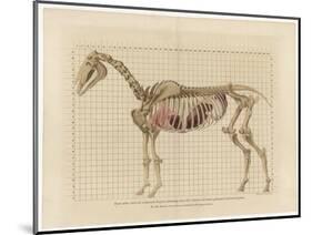 Horse Skeleton-null-Mounted Art Print