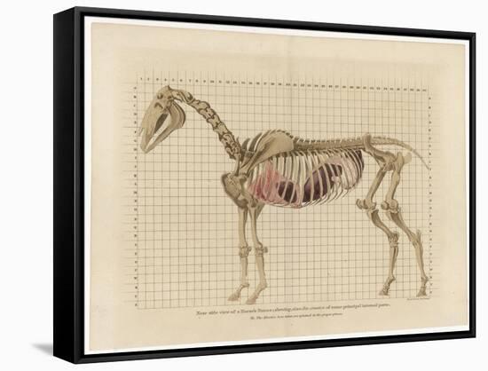 Horse Skeleton-null-Framed Stretched Canvas