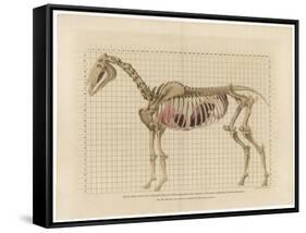 Horse Skeleton-null-Framed Stretched Canvas