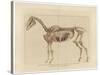 Horse Skeleton-null-Stretched Canvas