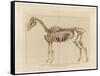 Horse Skeleton-null-Framed Stretched Canvas