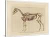 Horse Skeleton-null-Stretched Canvas