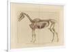 Horse Skeleton-null-Framed Art Print