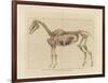 Horse Skeleton-null-Framed Art Print