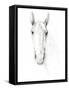 Horse Sketch-Avery Tillmon-Framed Stretched Canvas