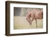 Horse Softly Bowing-null-Framed Photographic Print