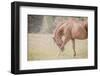 Horse Softly Bowing-null-Framed Photographic Print