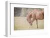 Horse Softly Bowing-null-Framed Photographic Print