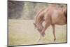 Horse Softly Bowing-null-Mounted Photographic Print