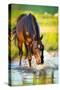 Horse Splashing in the Water at Sunset.-Alexia Khruscheva-Stretched Canvas
