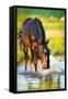 Horse Splashing in the Water at Sunset.-Alexia Khruscheva-Framed Stretched Canvas