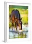 Horse Splashing in the Water at Sunset.-Alexia Khruscheva-Framed Photographic Print