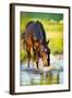 Horse Splashing in the Water at Sunset.-Alexia Khruscheva-Framed Photographic Print