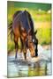 Horse Splashing in the Water at Sunset.-Alexia Khruscheva-Mounted Photographic Print