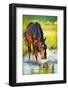 Horse Splashing in the Water at Sunset.-Alexia Khruscheva-Framed Photographic Print
