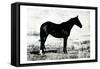 Horse Stance-Milli Villa-Framed Stretched Canvas