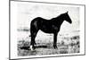 Horse Stance-Milli Villa-Mounted Art Print