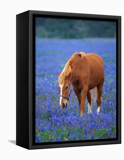 Horse Standing Among Bluebonnets-Darrell Gulin-Framed Stretched Canvas