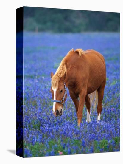 Horse Standing Among Bluebonnets-Darrell Gulin-Stretched Canvas