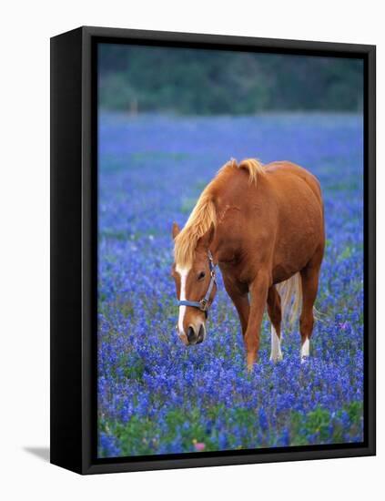 Horse Standing Among Bluebonnets-Darrell Gulin-Framed Stretched Canvas