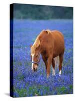 Horse Standing Among Bluebonnets-Darrell Gulin-Stretched Canvas