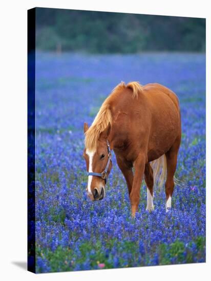 Horse Standing Among Bluebonnets-Darrell Gulin-Stretched Canvas