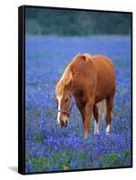 Horse Standing Among Bluebonnets-Darrell Gulin-Framed Stretched Canvas