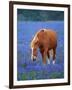 Horse Standing Among Bluebonnets-Darrell Gulin-Framed Photographic Print