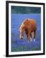 Horse Standing Among Bluebonnets-Darrell Gulin-Framed Photographic Print