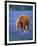 Horse Standing Among Bluebonnets-Darrell Gulin-Framed Photographic Print