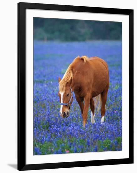 Horse Standing Among Bluebonnets-Darrell Gulin-Framed Photographic Print