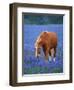 Horse Standing Among Bluebonnets-Darrell Gulin-Framed Photographic Print