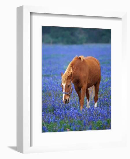 Horse Standing Among Bluebonnets-Darrell Gulin-Framed Photographic Print